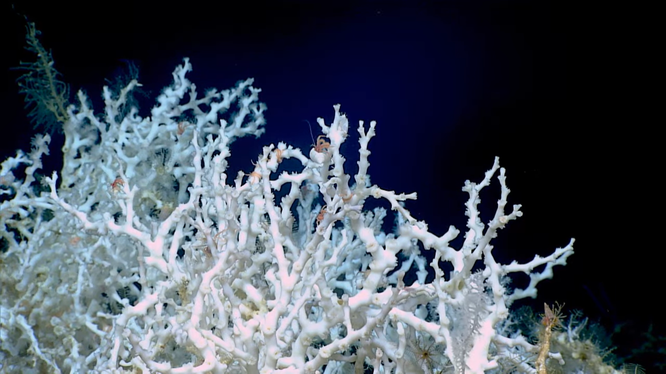 Выявлен самый большой в мире коралловый риф. Его протяженность 500 км!